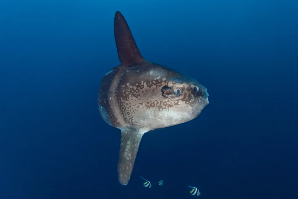 sunfish