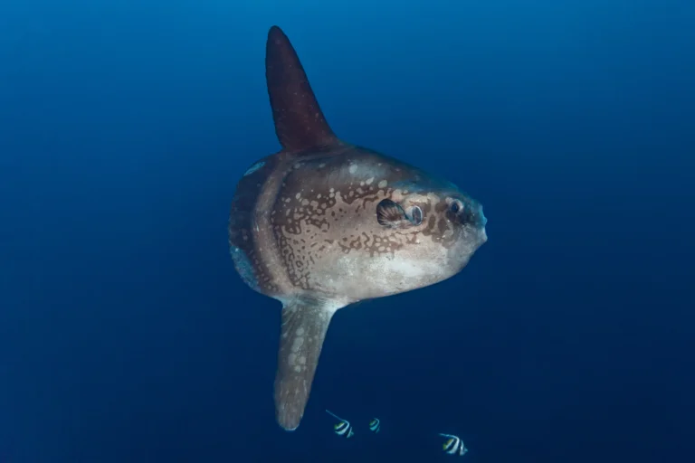 sunfish